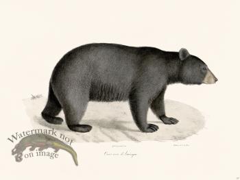 Cuvier 127 Black Bear of America
